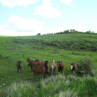 LJ Ranch Horses Grazing